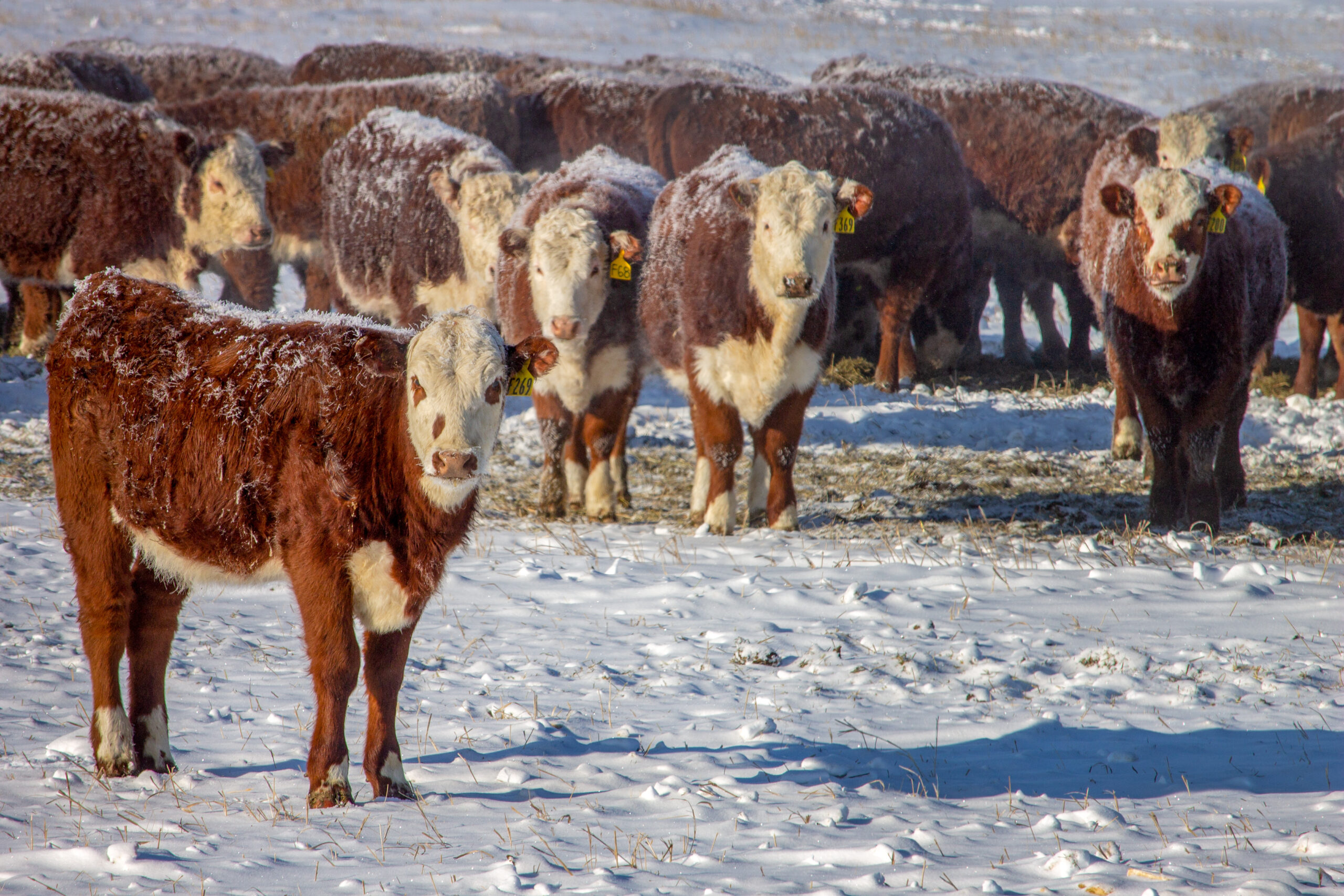 winter livestock cow herd in snowy field