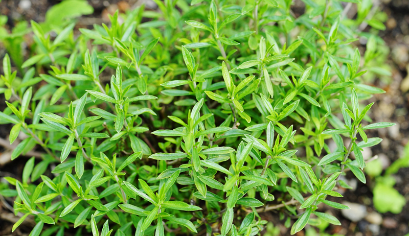 Winter Savory Hobby Farms