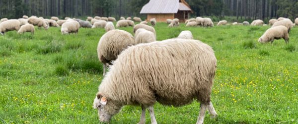 Be Careful When Providing Minerals To Your Livestock