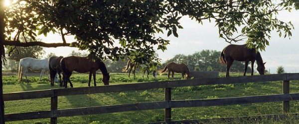 Keep Your Horses Cool & Hydrated This Summer