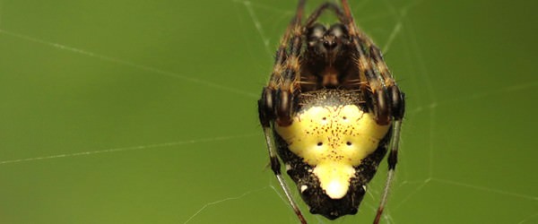 Defeated: My Mental Battle With Farm Insects