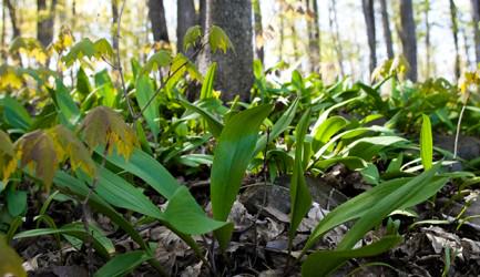 7 Edible Spring Weeds - Hobby Farms