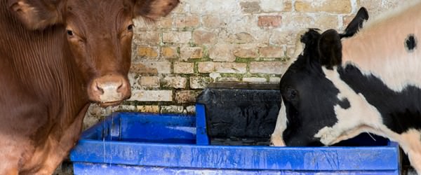 The Best Way To Clean Water Troughs