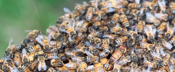 3 Amazing Facts About the Queen Bee & Her Mating Flight