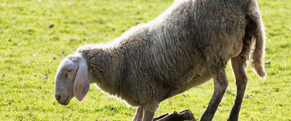 What Is Foot Rot, And How Can I Prevent It In Sheep?
