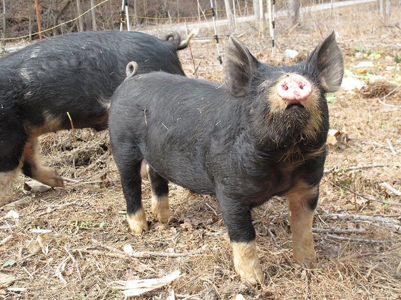 Berkshire pig