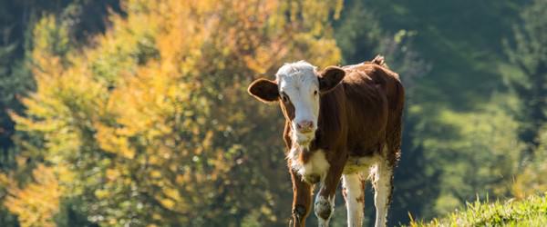 Is Fall Calving Right For You?