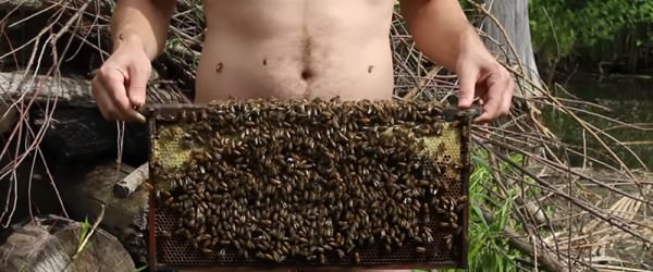 Beekeeper Goes Into the Hive Naked—and Avoids Getting Stung