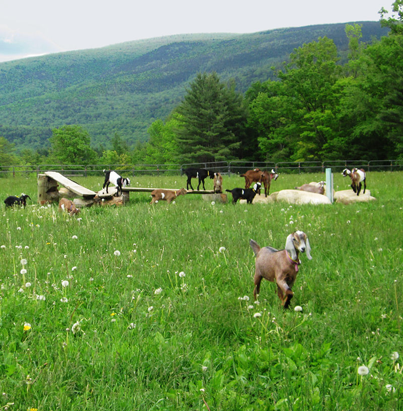 goats on pasture