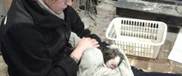 What I Learned Through Losing A Litter Of Piglets