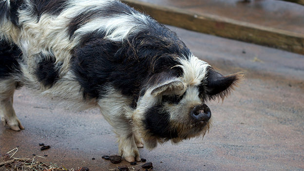 Kunekune pig