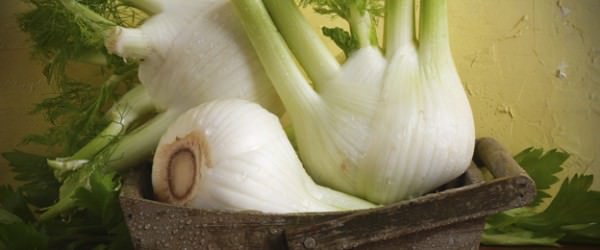 Florence Fennel