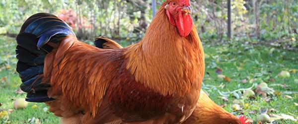 New Hampshire Chickens