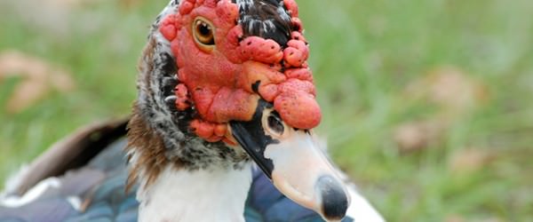 Muscovy Ducks