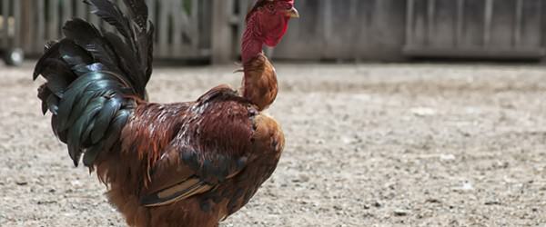 Naked Neck (Turken) Chickens