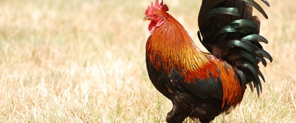 Old English Game Chickens