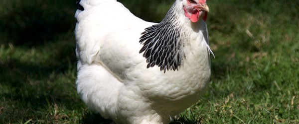 Sussex Chickens