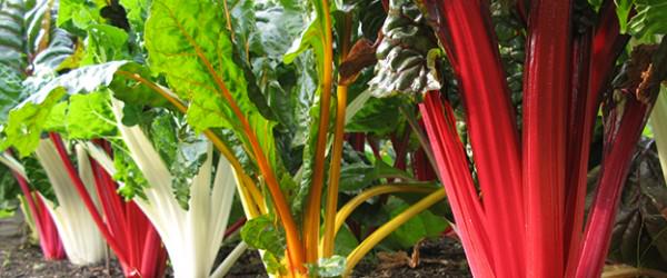 Swiss Chard