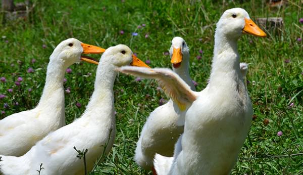 Pekin Ducks Hobby Farms