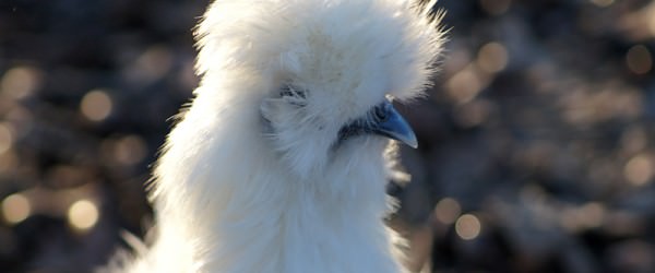 A New Kind Of Show Chicken