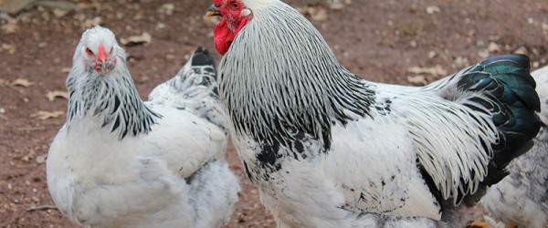 Chicken Chat: Our Son’s Flock