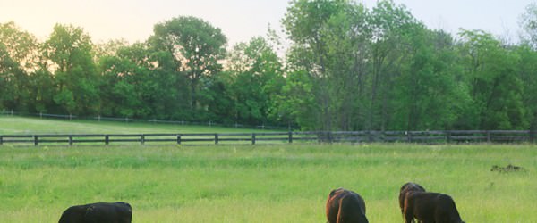 Farm Business: Freedom Run Farm