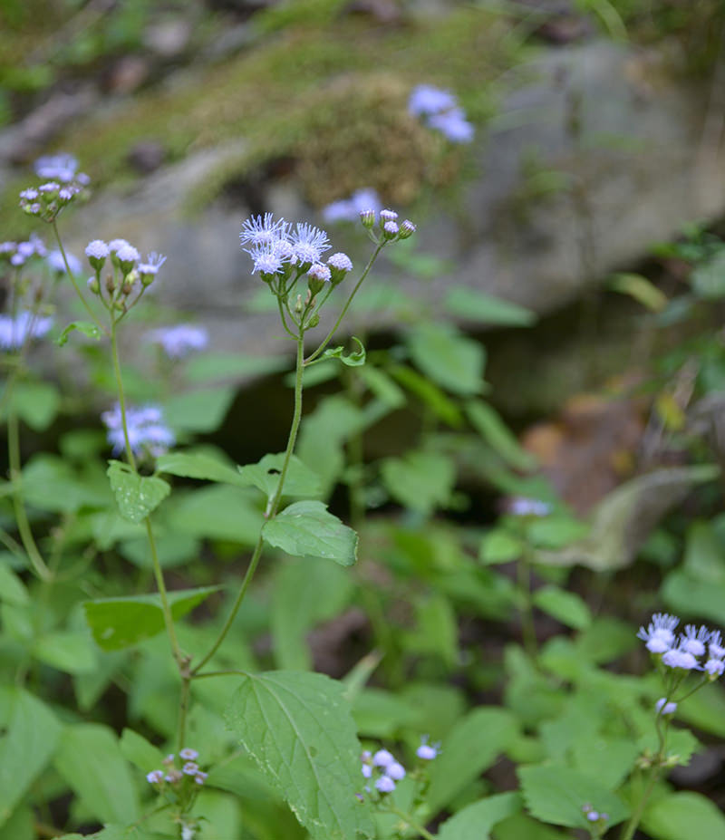 ageratum