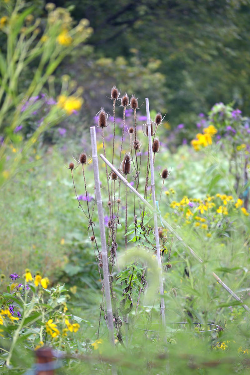 weedy garden