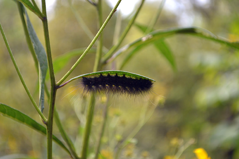 wooly worm