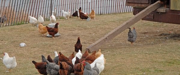 Probiotics and Ferments: They’re Good For Your Chickens, Too