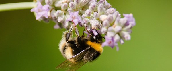 3 Bee News Bites You Need To Know