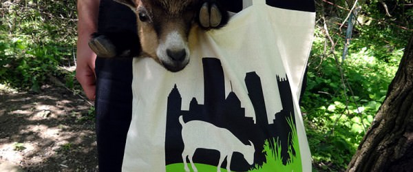 Q&A With Steel City Grazers