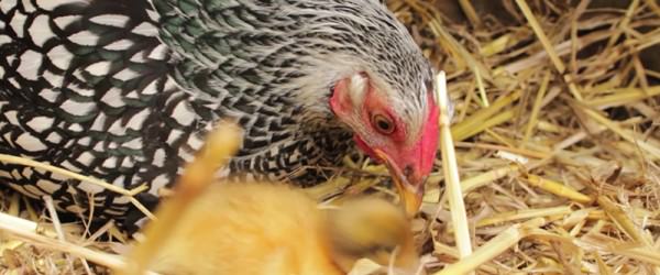 This Hen Shows The Ultimate Form Of Compassion