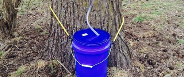 Tap Black Walnut Trees For Sap