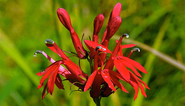 cardinal flower