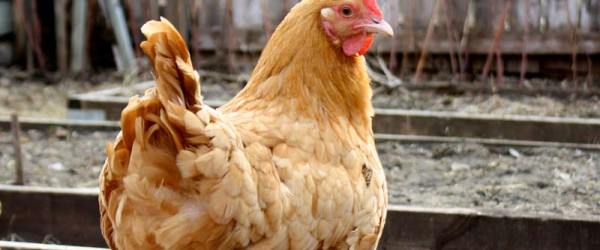 My Chicken Has Diarrhea—What Should I Do?