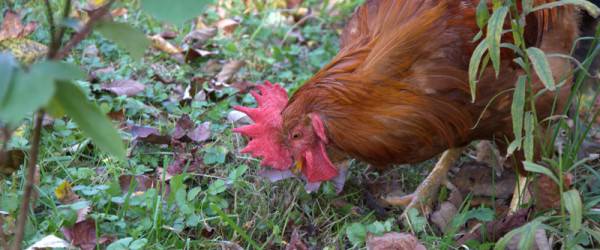 Use Chickens To Control Ticks, One Town (Hopefully) Says