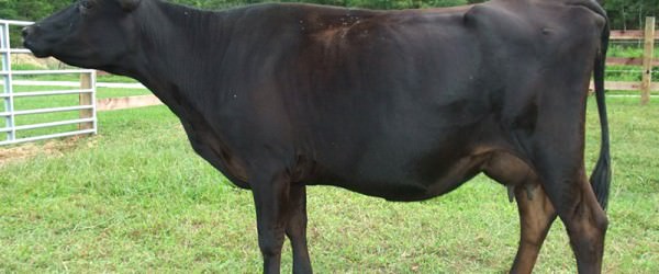 Belfair Cattle: A Dual-Purpose Breed For Small Farms