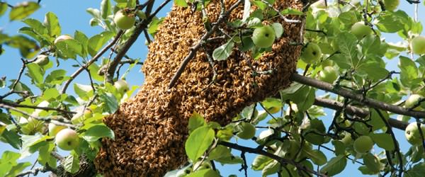How To Capture A Bee Swarm