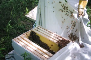 How To Capture A Bee Swarm - Hobby Farms