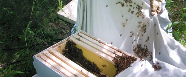 How To Capture A Bee Swarm - Hobby Farms