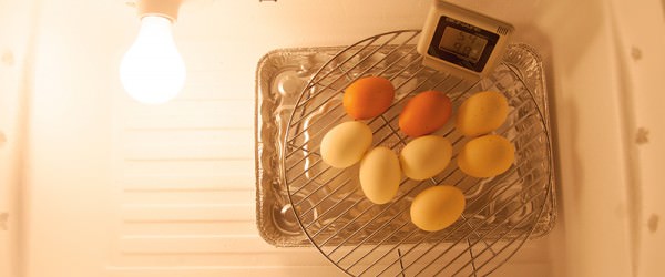 Build Your Own Egg Incubator