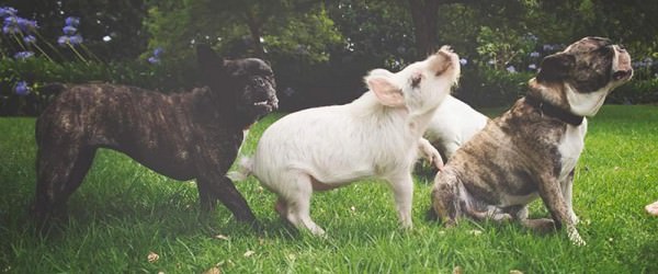 This Pig Is Just One Of The Dogs