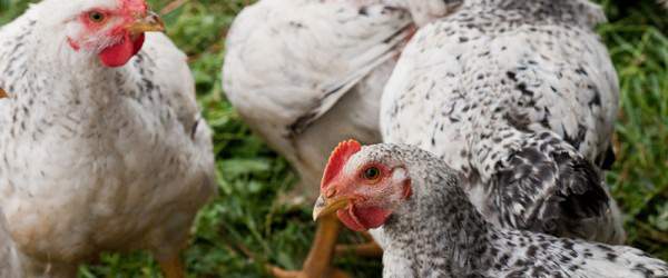 The Real Cost Of Your Roast Chicken