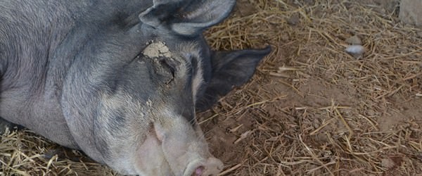 Raising Pigs & When To Trust Your Instincts