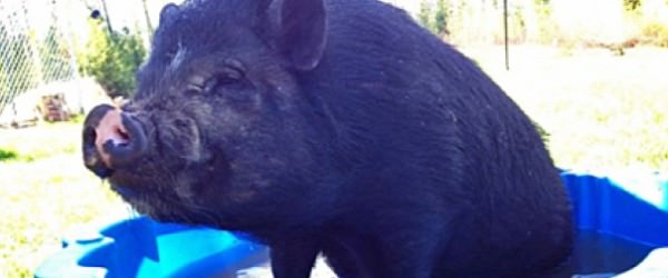 Social Media Reunites A Beer-Loving Pig With Its Owner