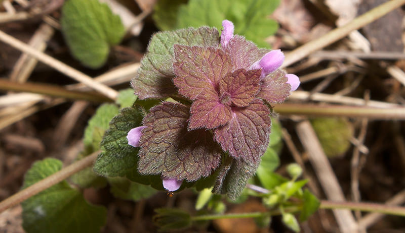 medicinal plant: deadnettle