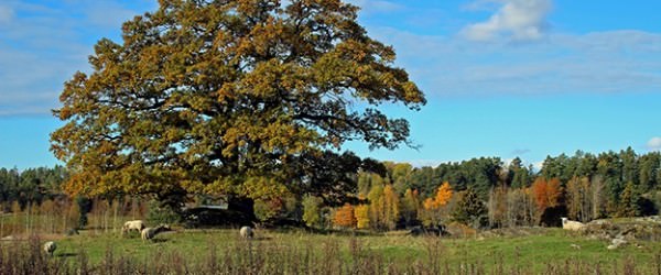 5 Trees That Shouldn’t Be Planted Near Livestock