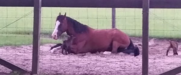 Kid Goats Need To Learn The Meaning Of Personal Space