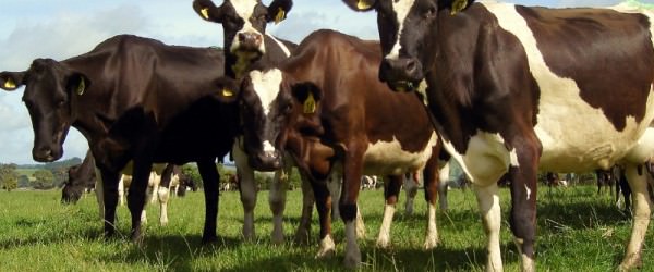 5 Reportable Livestock Diseases to Know